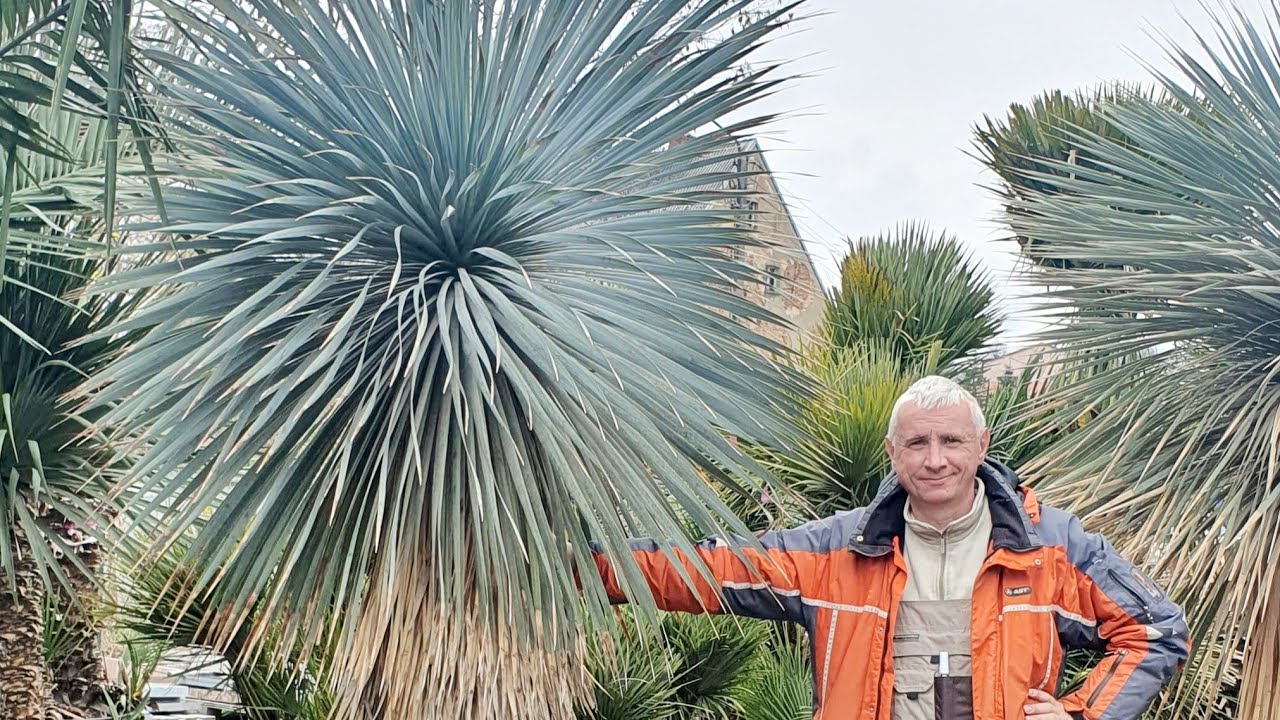 BestpalmTV. Potężna niebieska Yucca rostrata -20C. Najlepsza oferta na rynku. Roślina bezobsługowa