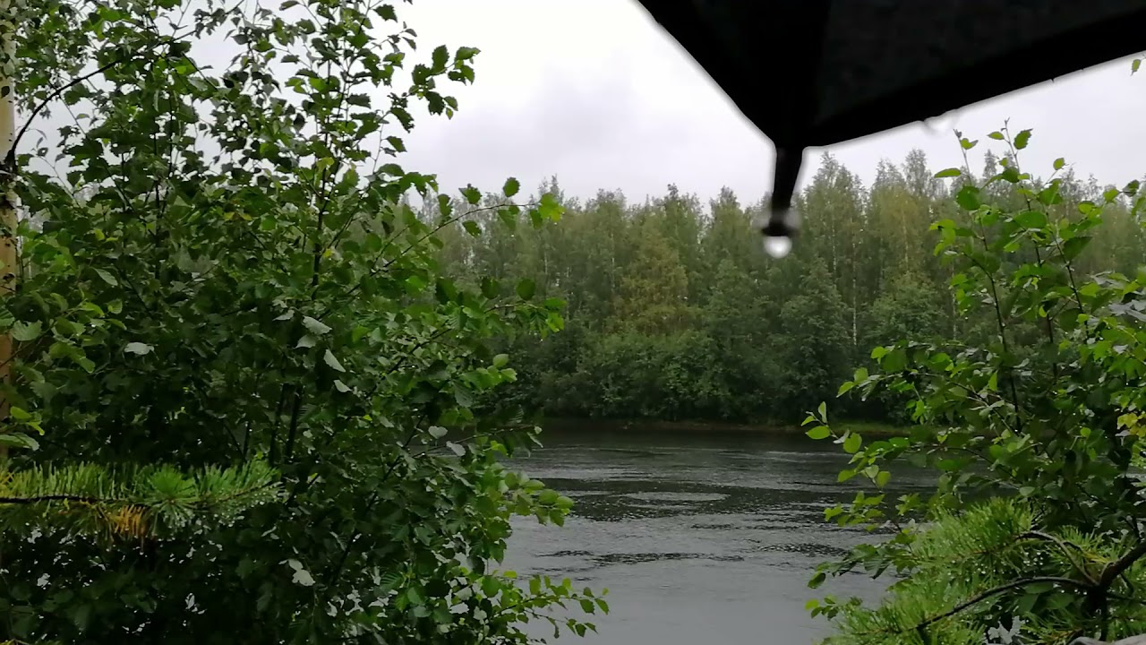 Regnljud på Paraply för Avslappning, Sömn, Fokus och Meditation | 1h Sommarregn vid Grönskande Älv