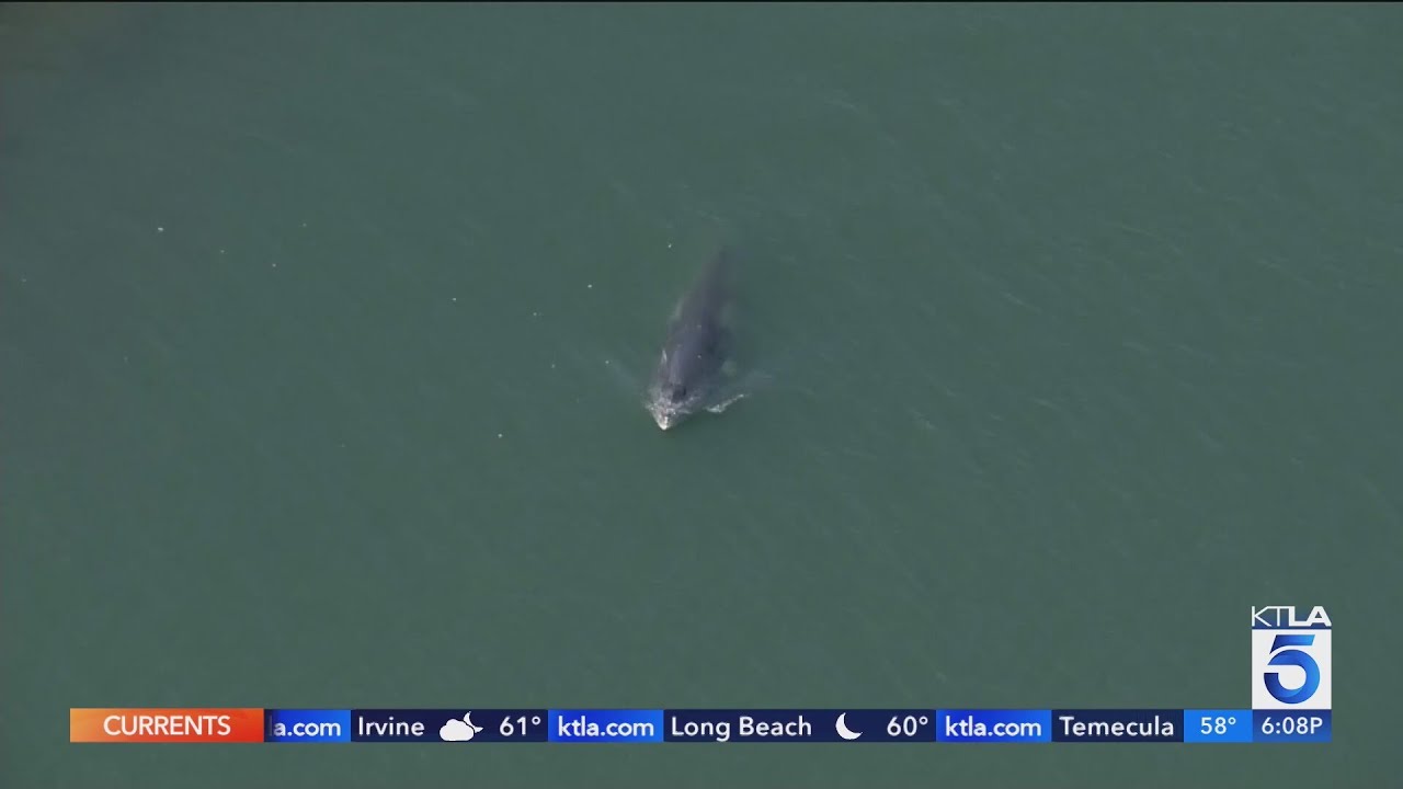 Lone minke whale won't leave Long Beach harbor