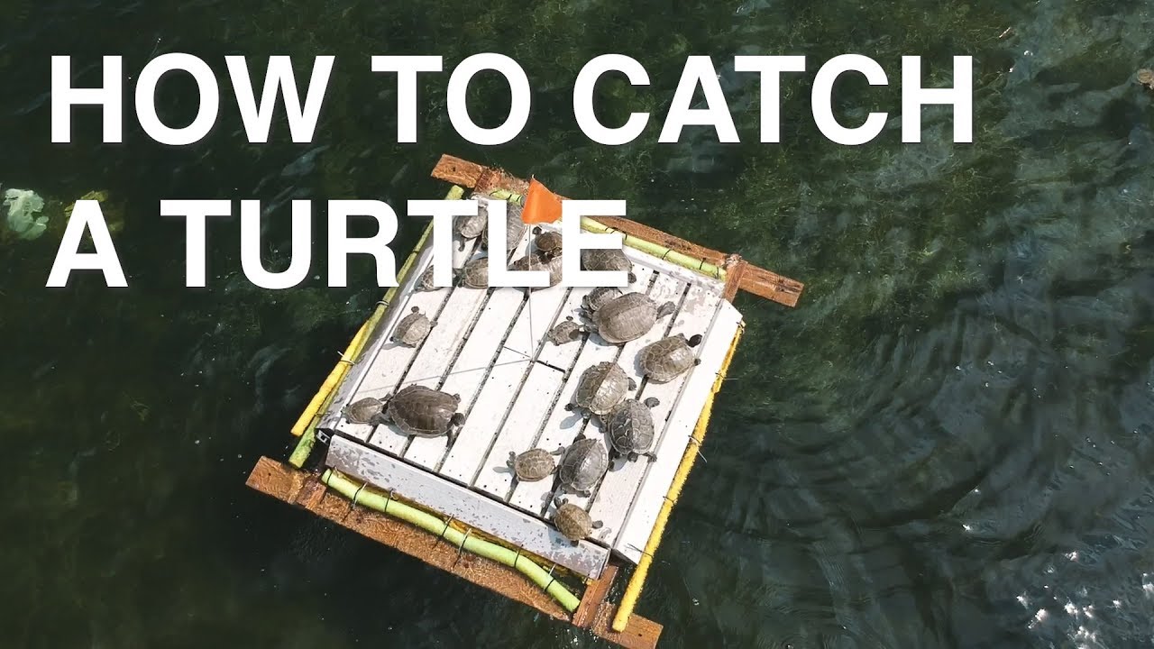 How To Catch A Turtle | Safe Ways to Handle
