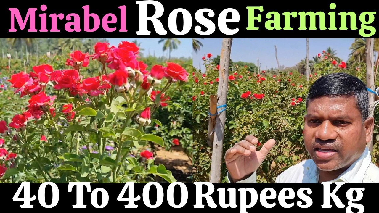 गुलाब की खेती, Mirabel Rose farming, Rose cultivation, #mirabel #mirabelrose #roseflower