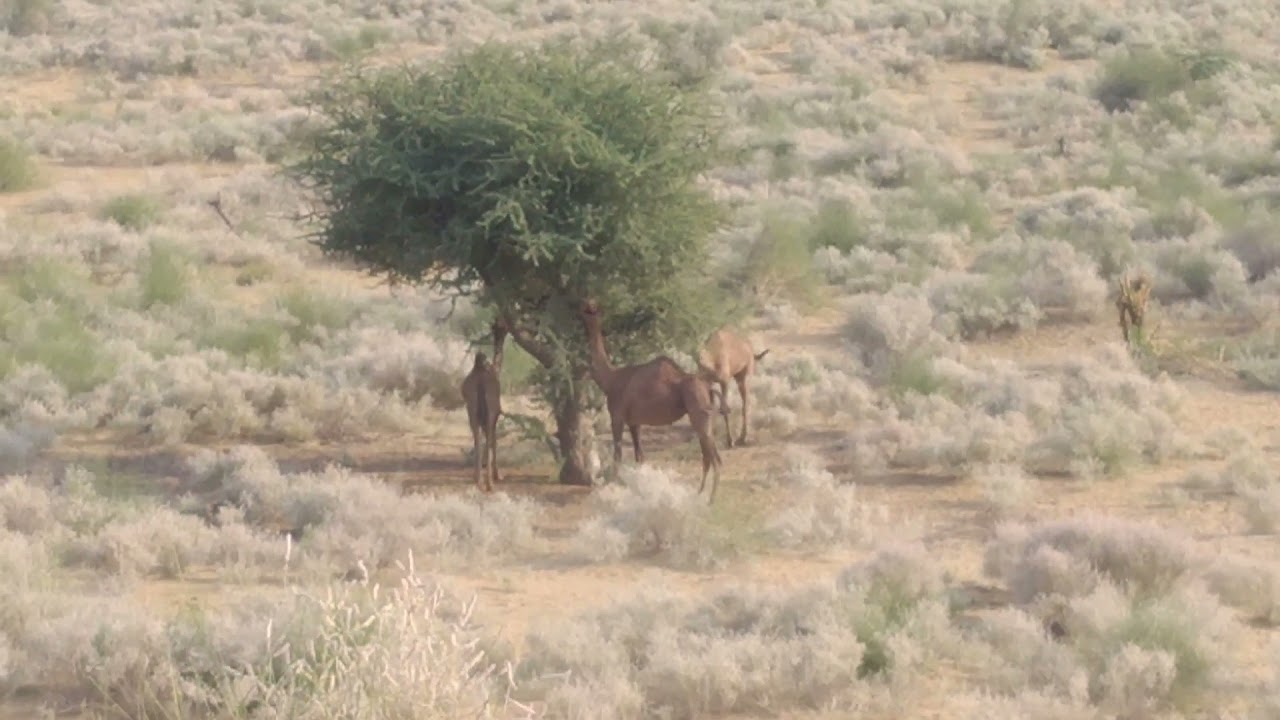 Beauty of Rajasthan with rajasthani song