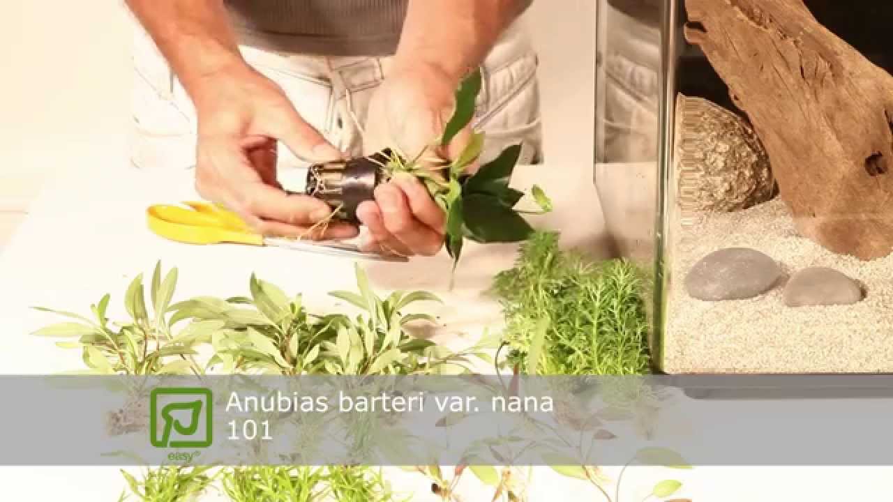 Layout 101 by Tropica