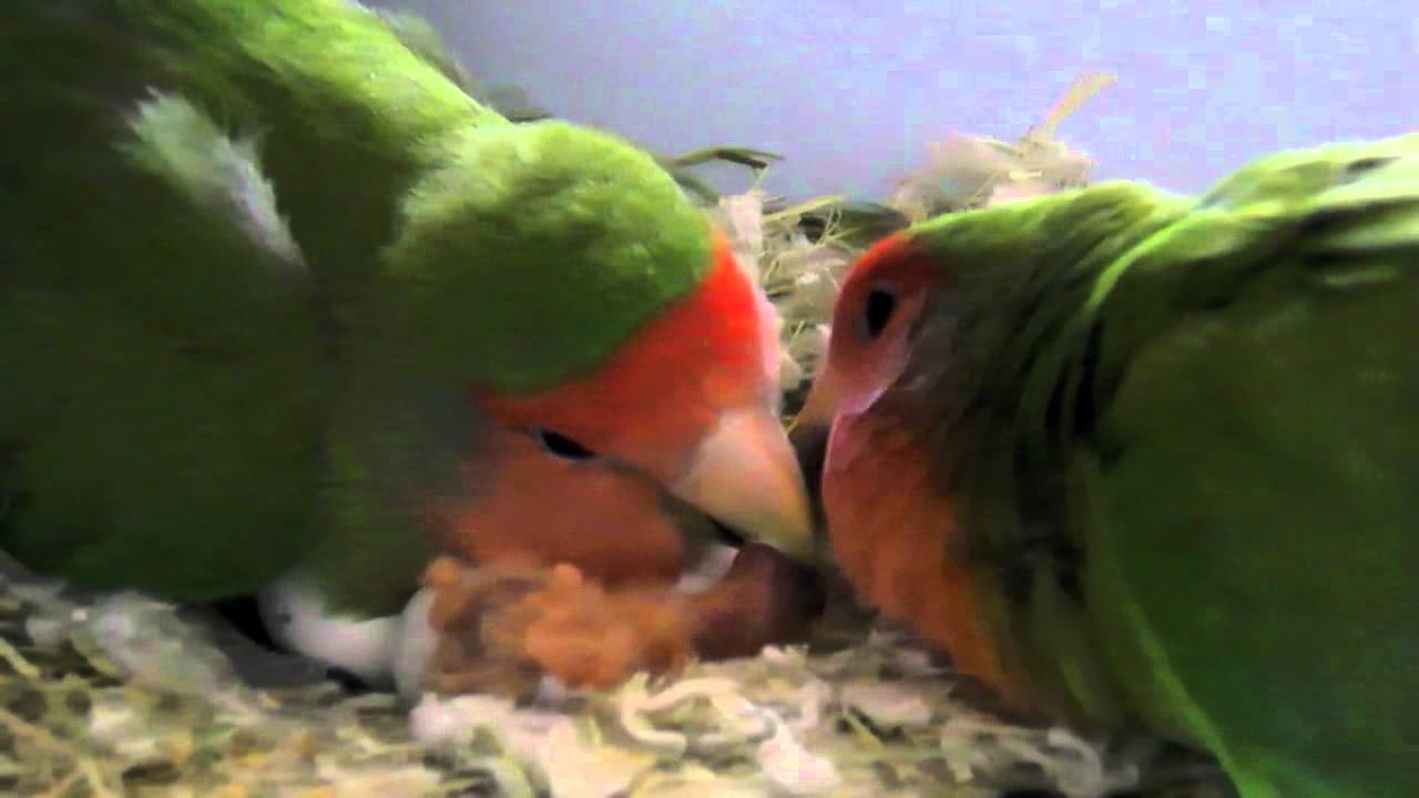 Love Birds: wonderful pets!
