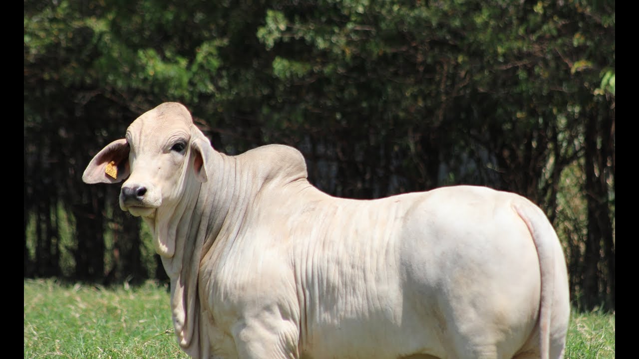 PECUÁRIA EM FOCO - MOMENTO BRAHMAN CANAÃ