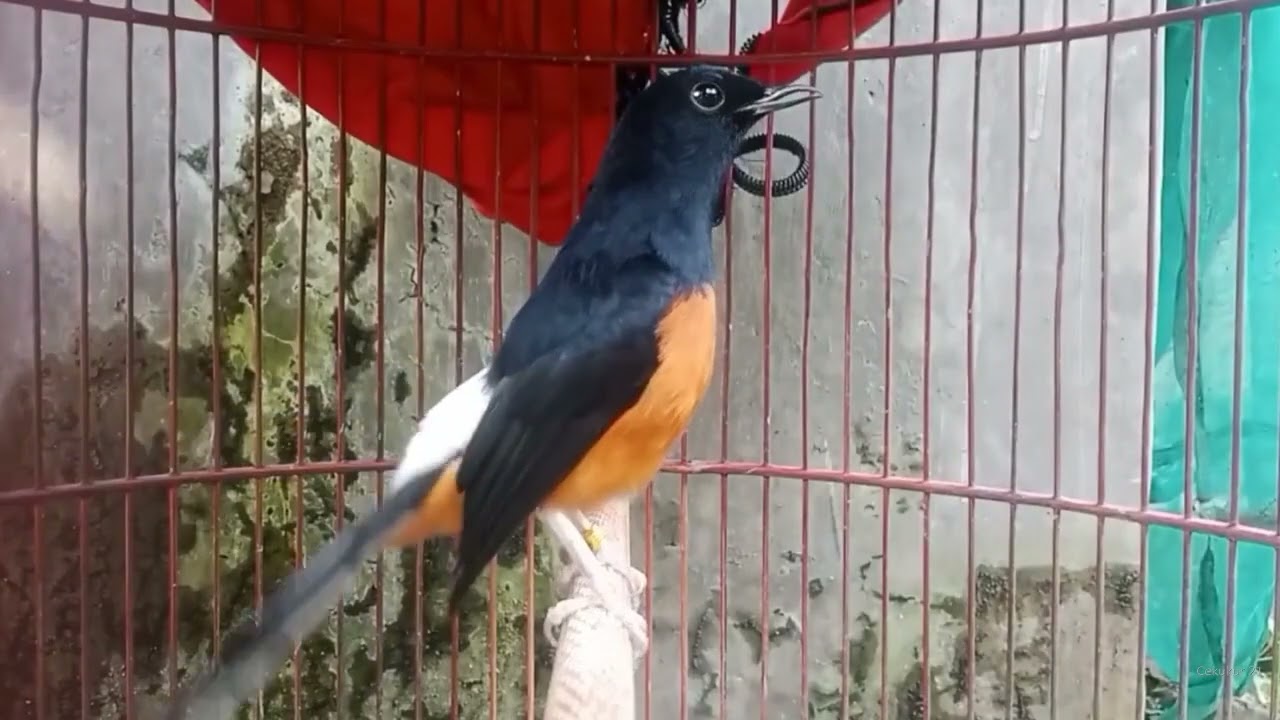 Audio Pemancing Murai Batu — langsung Respon dalam Hitungan Menit 🔥