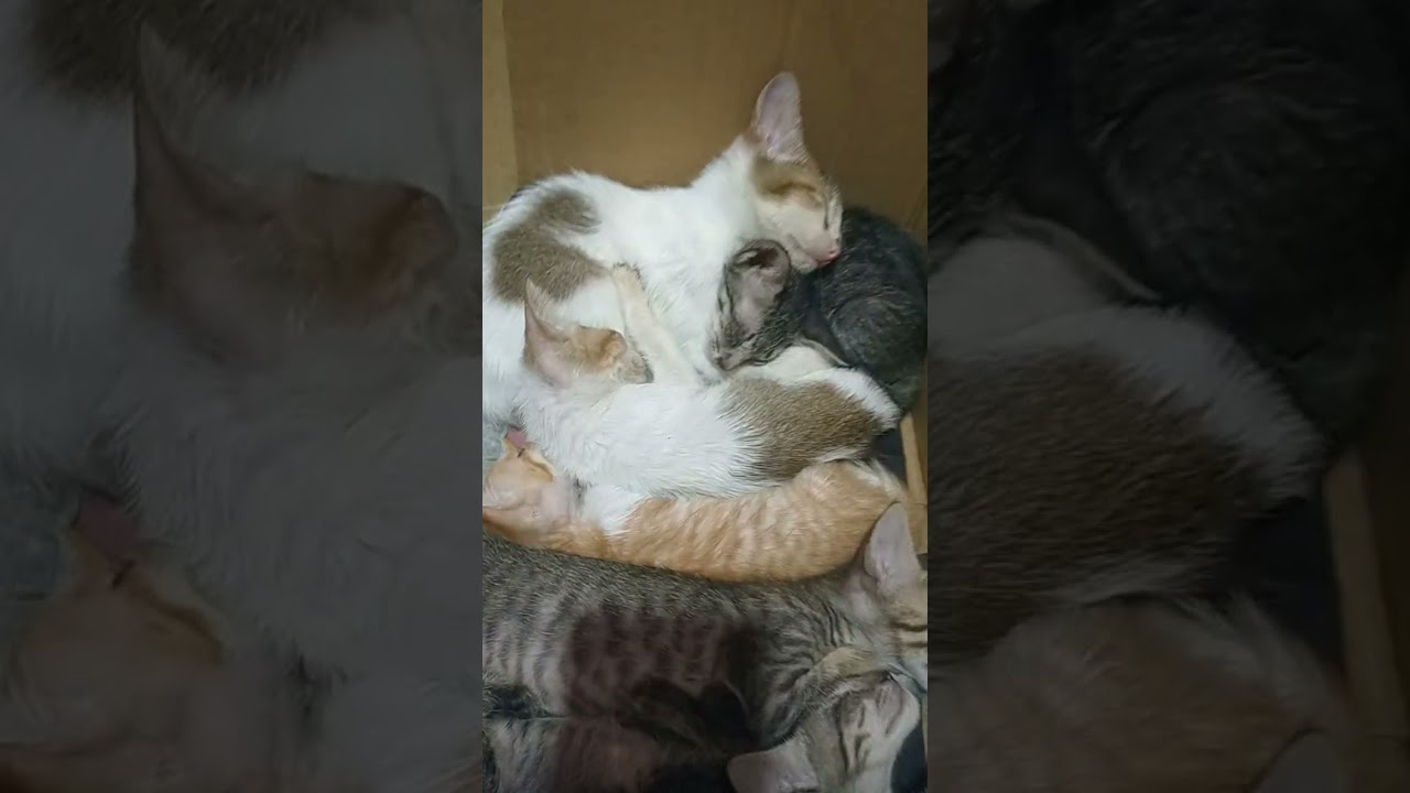 Sleeping Kittens 