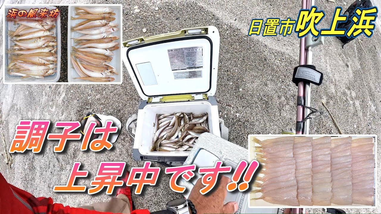 吹上浜での【キス釣り】2025年5月5日　抱卵キスが釣れ始めましたね。