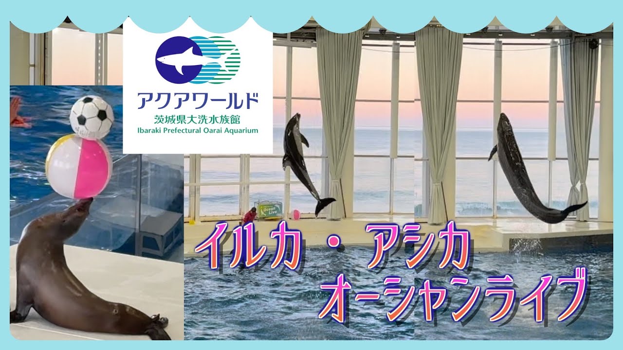 🐬イルカ🦭アシカオーシャンライブ🐬アクアワールド茨城県大洗水族館