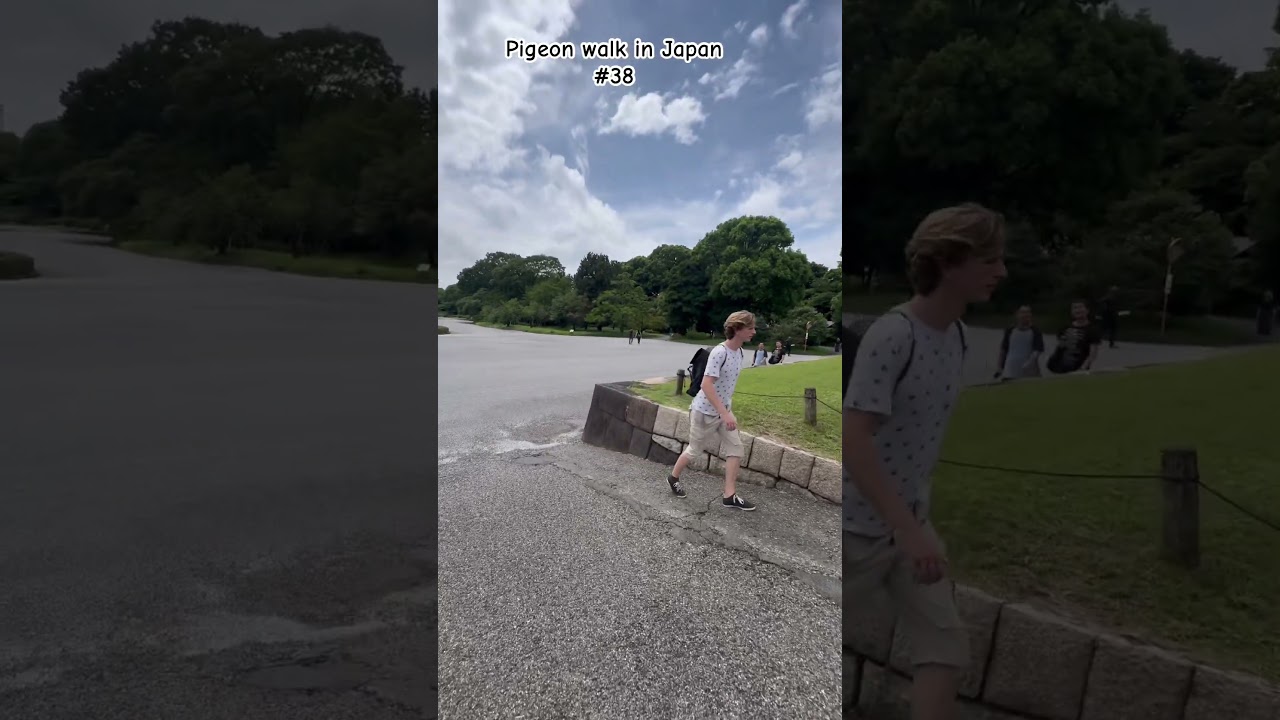 Pigeon walk in Japan #38.
