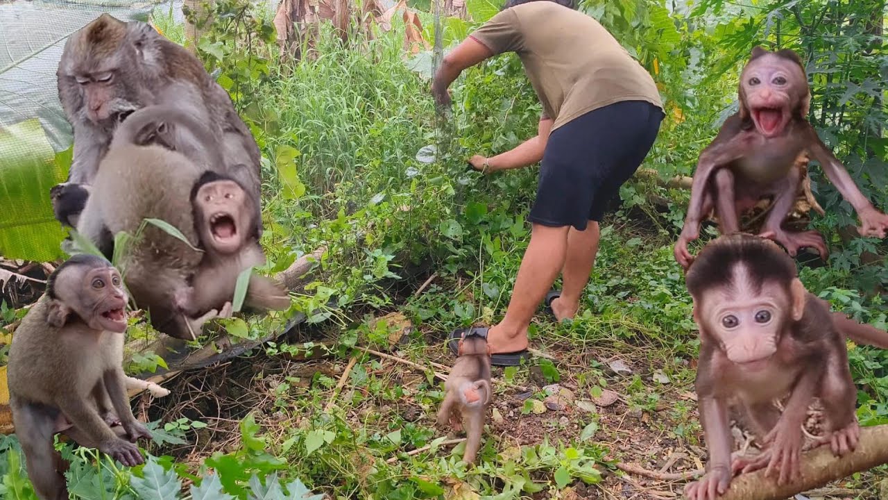 CLEANING PLAYGROUND FOR LITTLE BABY MONKEYS ‼️ everyone looks happy