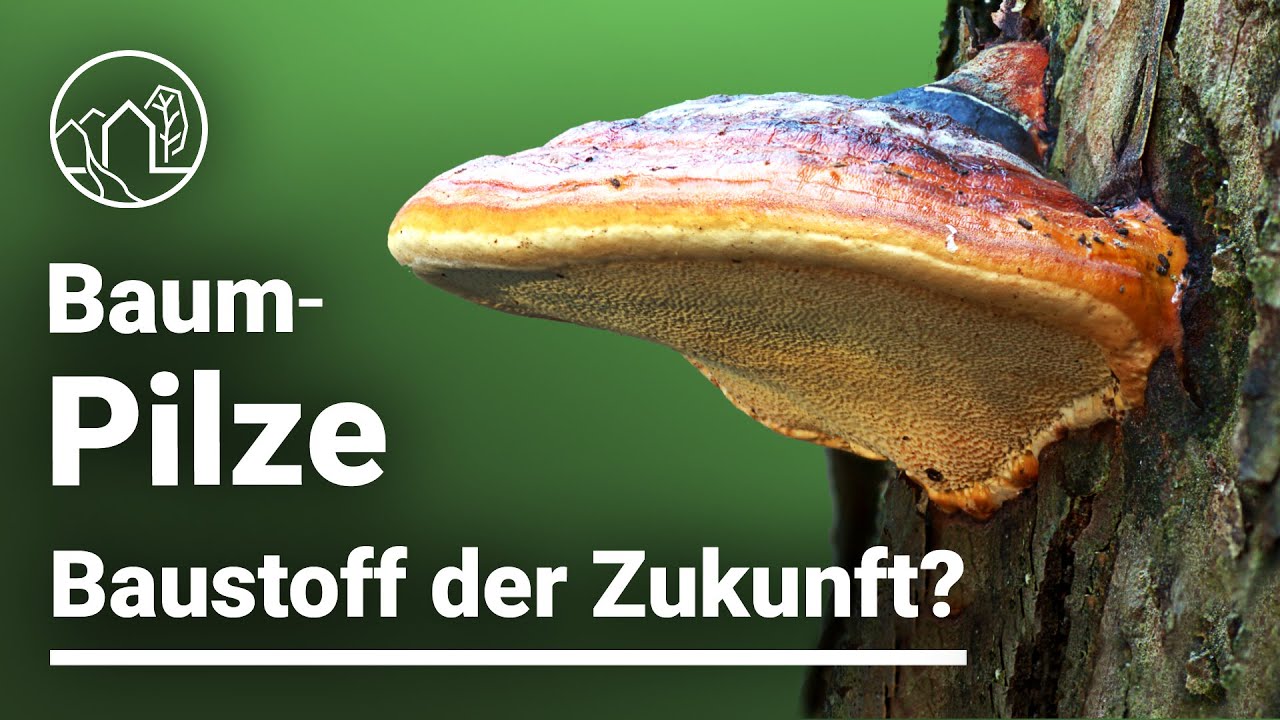 Baustoff der Zukunft: Pilze revolutionieren das Bauen? Nachhaltige Baustoffe aus Baumpilz?