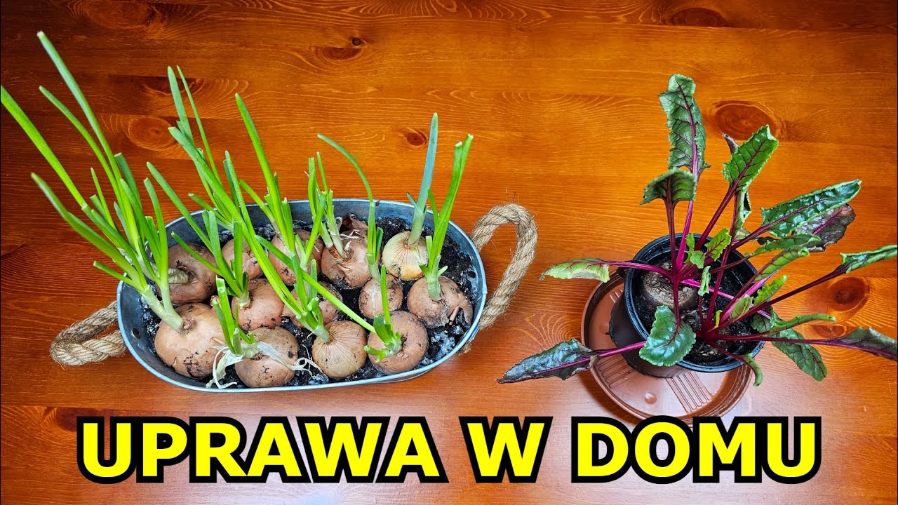 Uprawa Cebuli w Domu. Pędzenie Burak&oacute;w na Listki. Czosnek, Cebula, Cebula dymka uprawa na Szczypior.