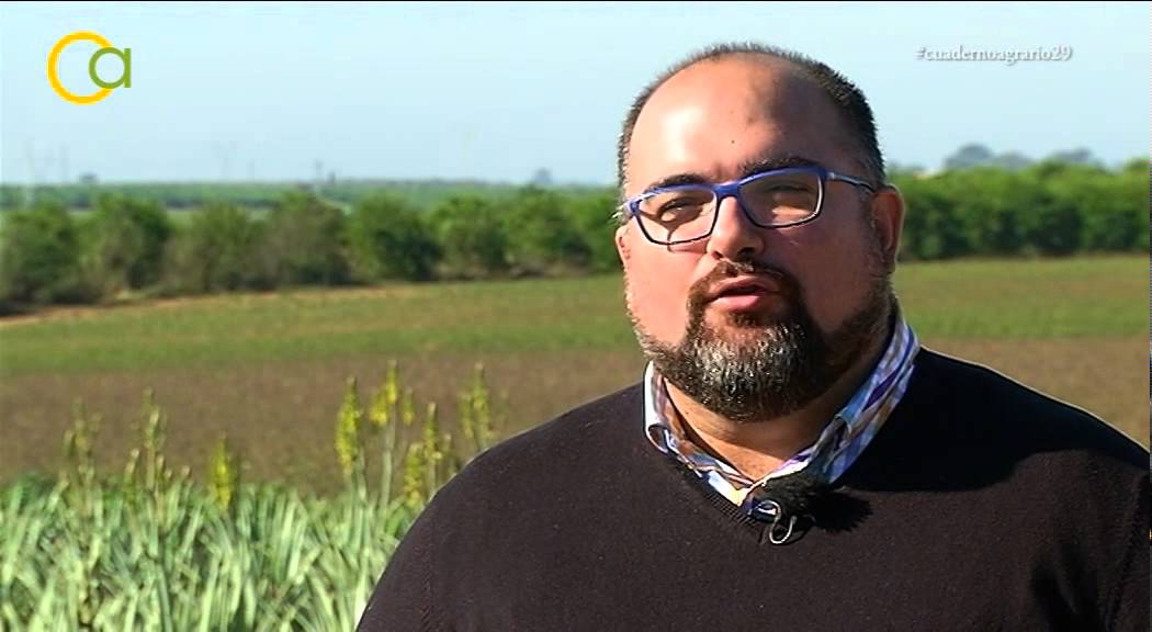 Aloe Vera en Andalucía