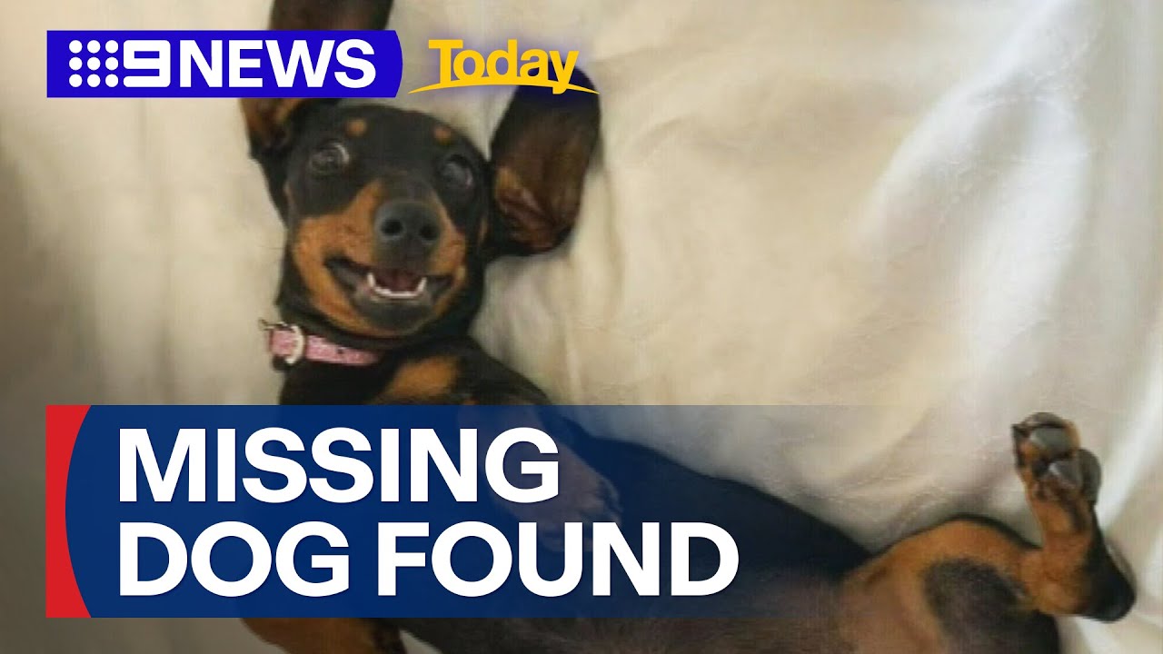 Missing sausage dog Valerie found after 529 days at large | 9 News Australia