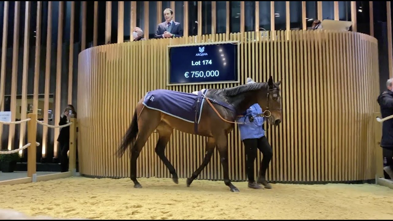 Arqana December Day One Review