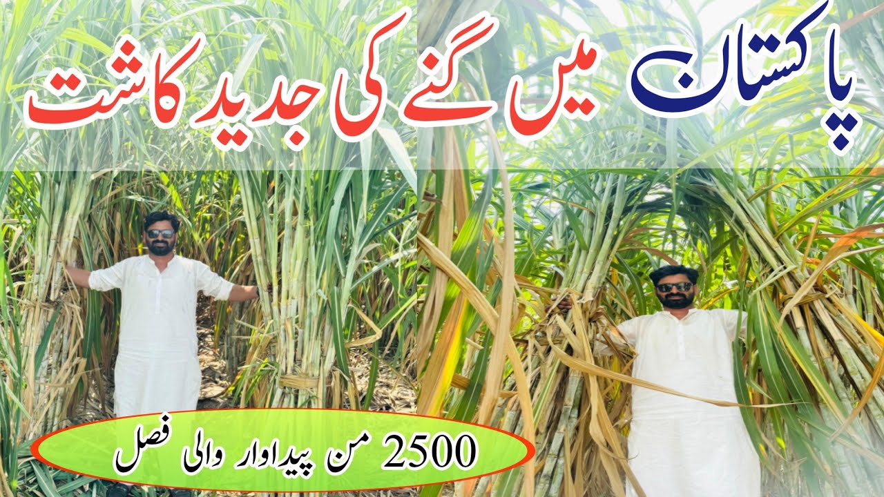 Modern Sugarcane Farming in India & Pakistan | Tips to Prevent Lodging & Boost Yield 