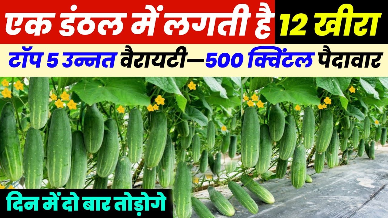 kheera ki best variety | खीरा ककड़ी की टॉप 5 हाईब्रिड वैरायटी | Hybeid kheera ki variety🥒 cucumber