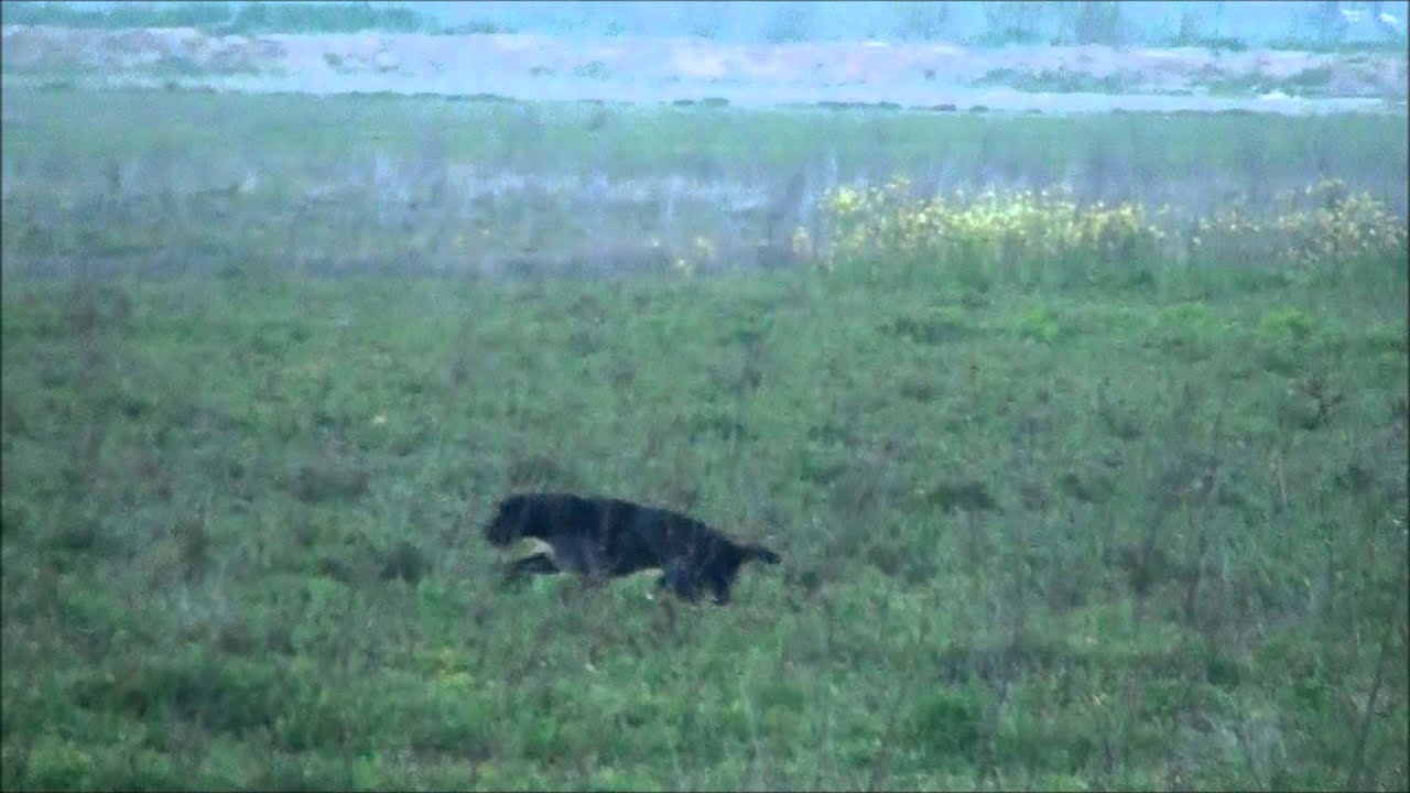 BODO VOM ROSENVEHN drahthaar av kopeği hunting dog pointing turgayttt