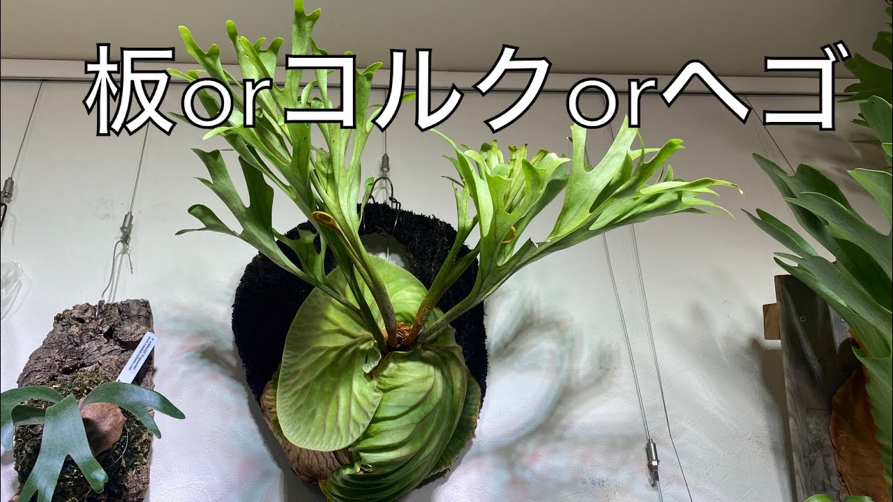 【初心者向け】ビカクシダの「着生材」について熱く語ってみた。