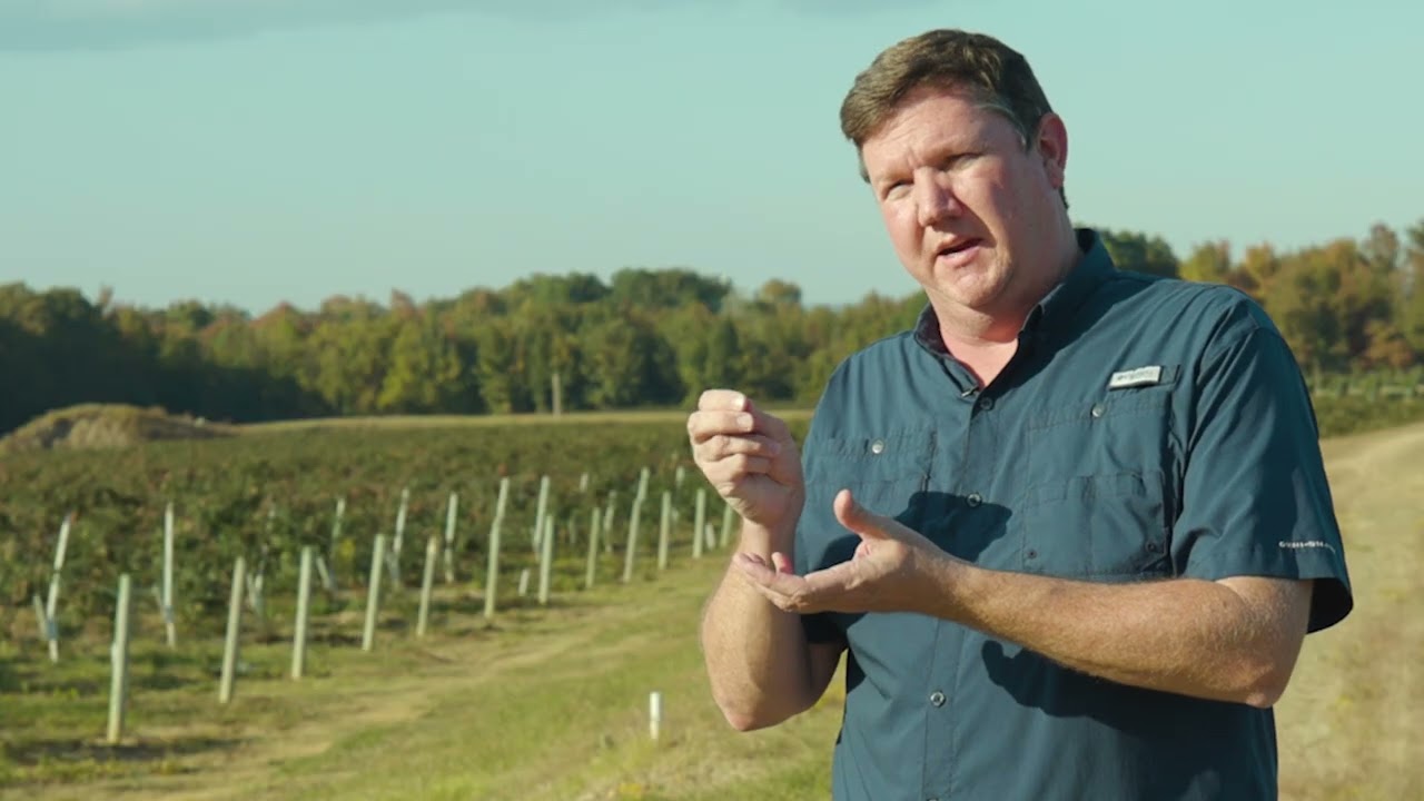 Arkansas’s Largest Blackberry Farm