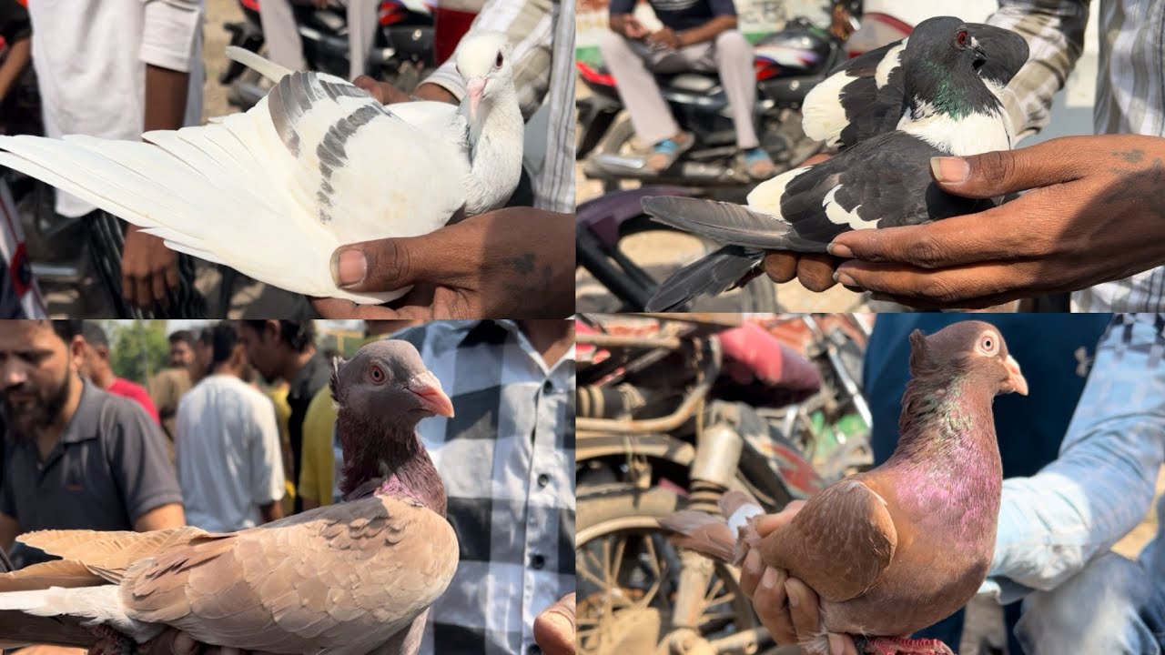 welcome chowk kabutar market delhi pigeon market seelampur gole Kabootar madrasi fancy
