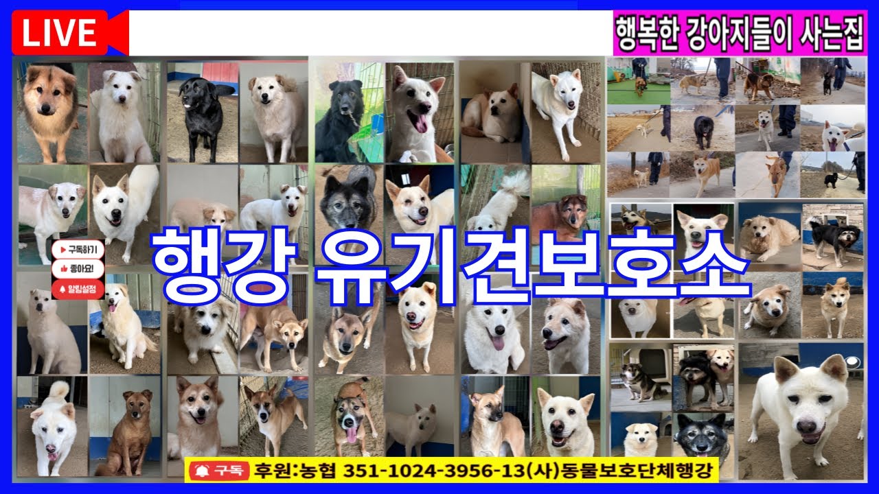 행강유기견보호소라이브. #밥묵자 #입양홍보방송 #행강유기견보호소.