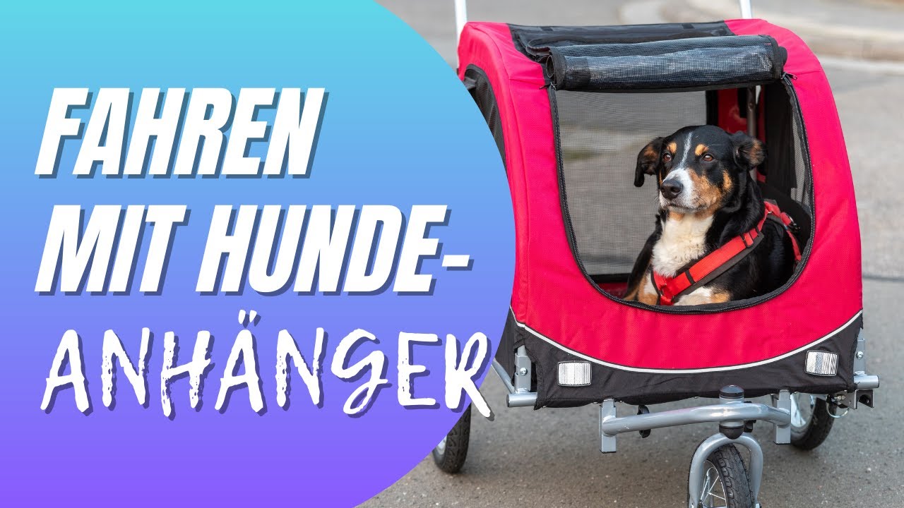 Hund an Fahrradanhänger gewöhnen: So wird jede Tour zum Erfolg! | Schritt-für-Schritt-Anleitung