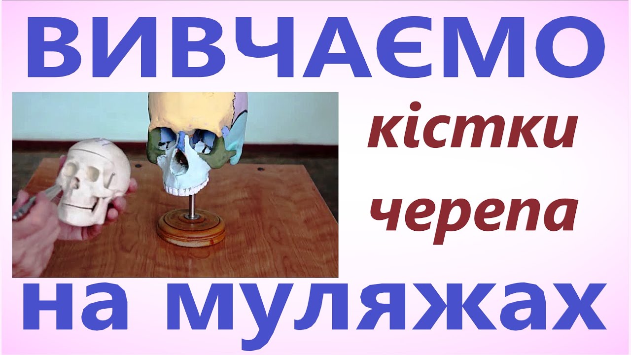 Кістки черепа