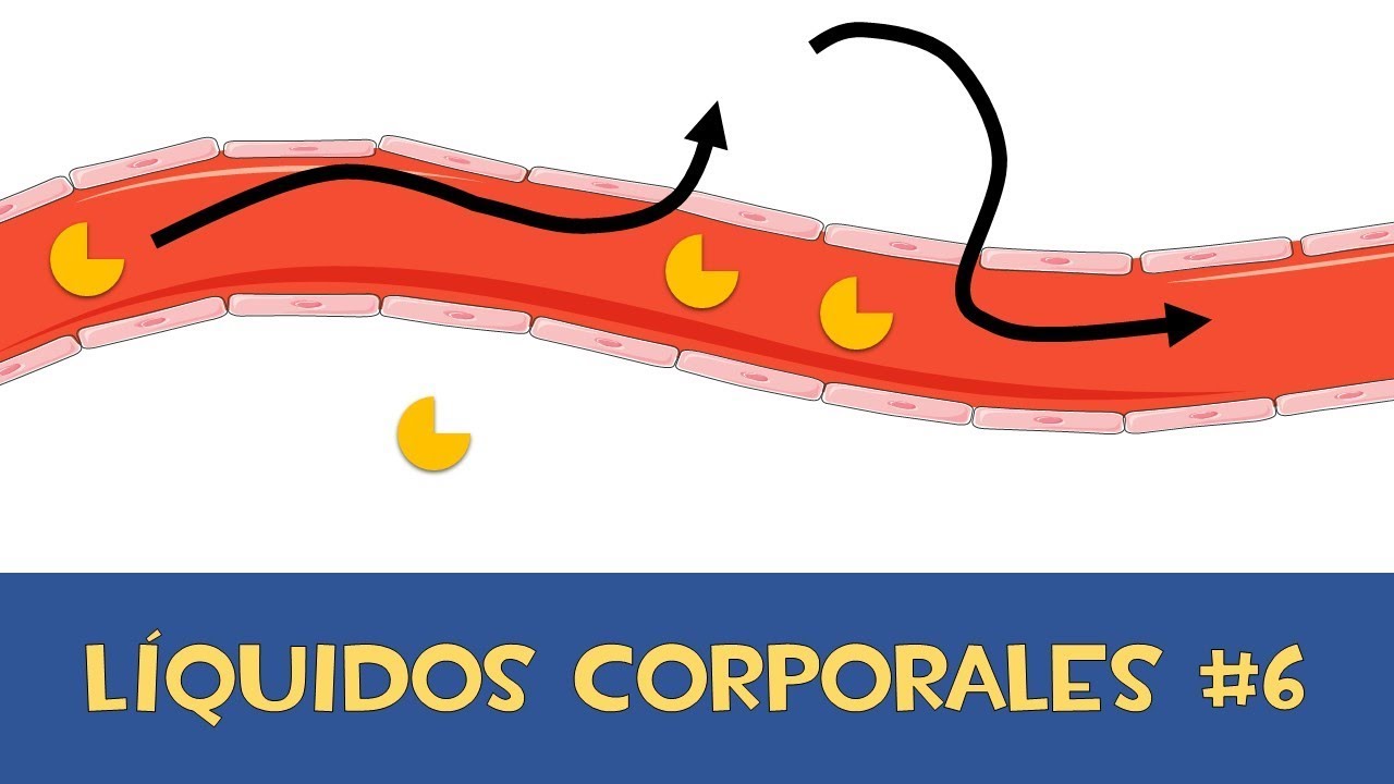 Liquidos Corporales #6 💧 Fuerzas que intervienen