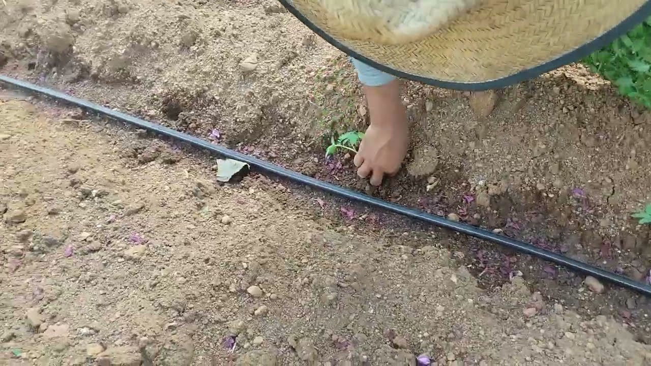 plantio de tomate para iniciantes no gotejamento!