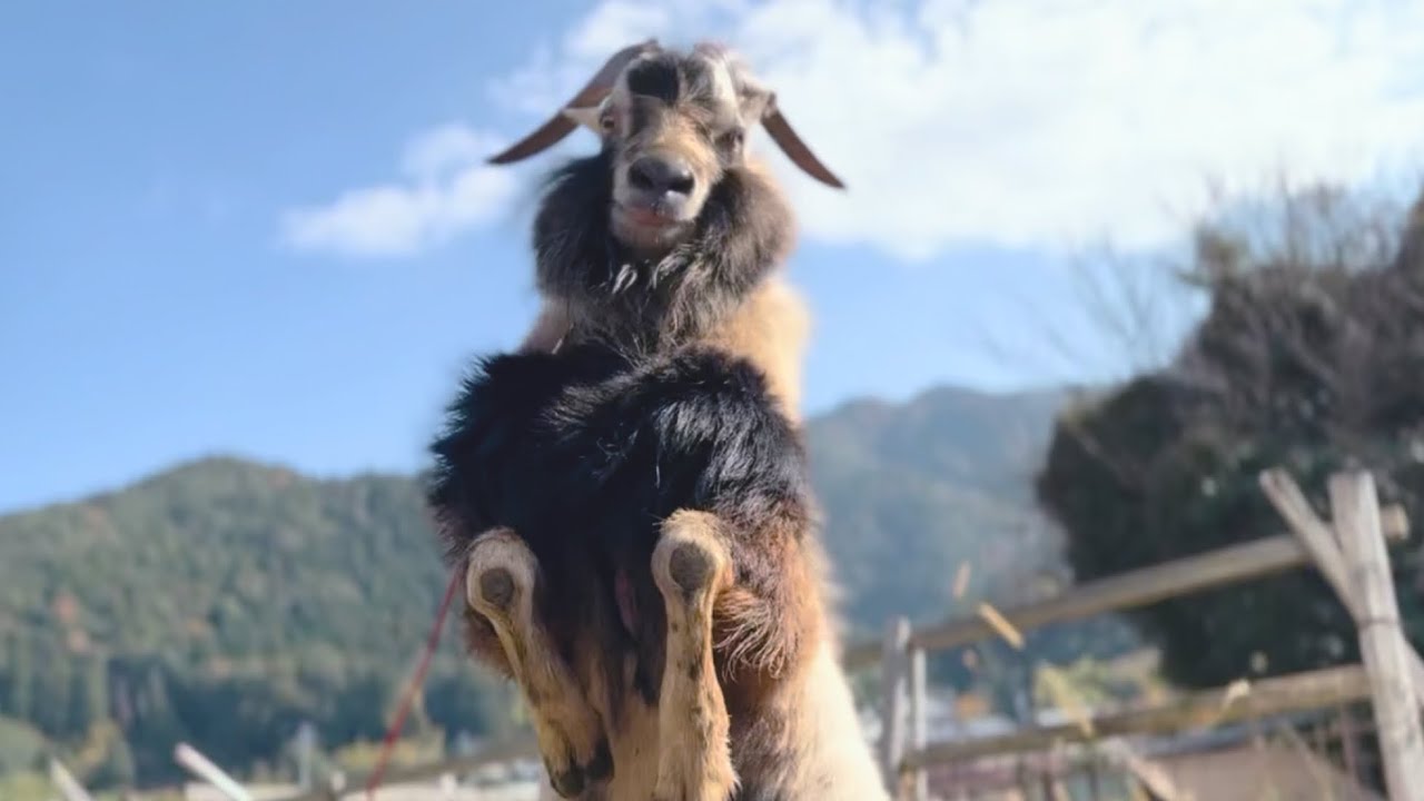 【田舎暮らし】おちゃめなヤギ特集