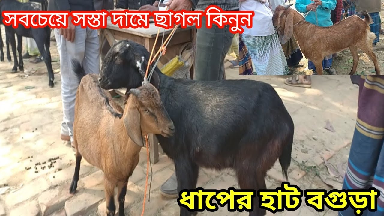 খামারে পালনের জন্য বড় সাইজের ছাগলের দাম দর জানুন||ধাপের হাট বগুড়া||ছাগলের দাম দর-২০২৬||Goat price||