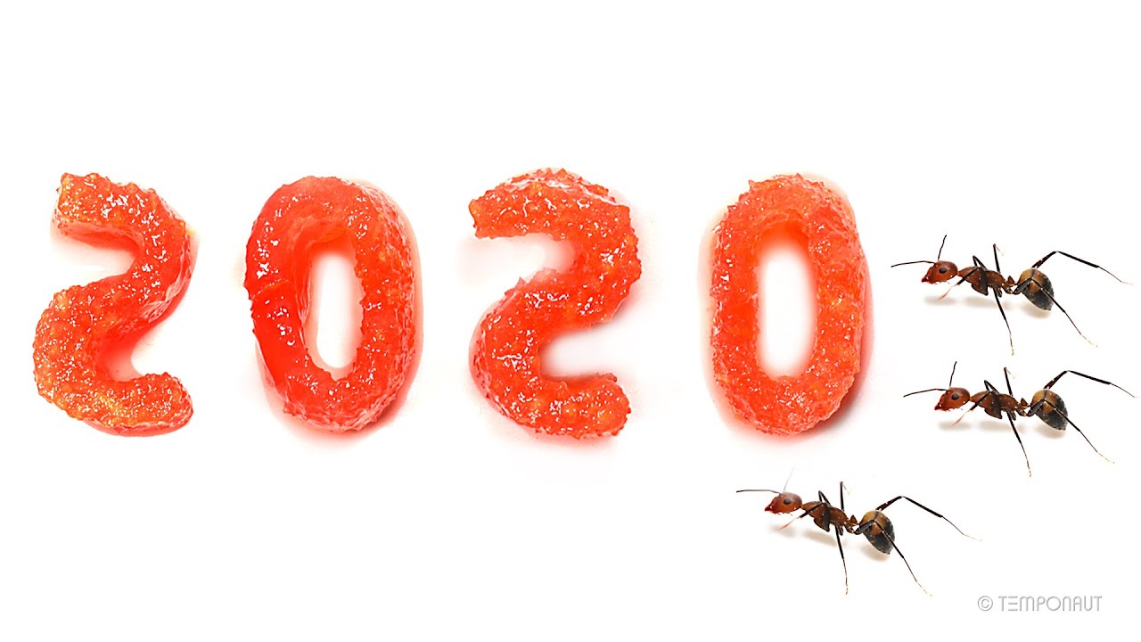 Ants vs 2020 Time Lapse