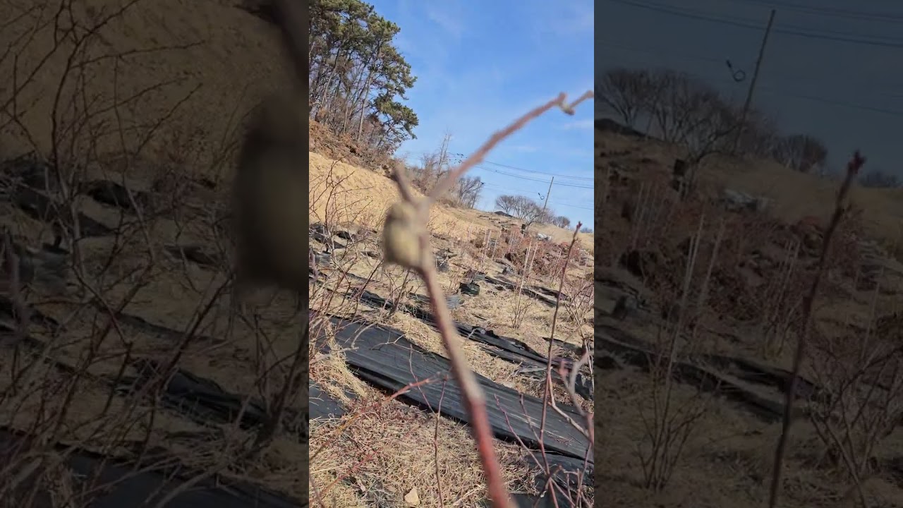 블루베리는 기후와 토양에 적합한 품종이 최고에요