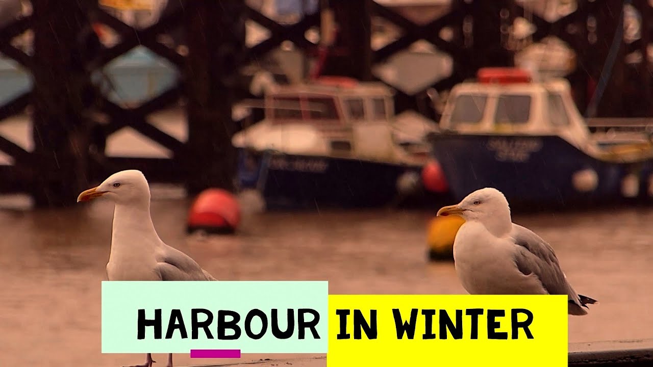 Harbour in Winter - North Sea Sanctuary!!