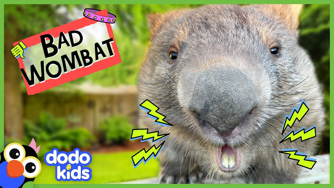 CHOMP! Why Is This Wombat Biting Everything In The House?! | Dodo Kids | Bad Boys And Girls