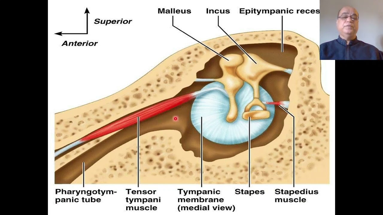 Eustachian tube anatomy and physiology, Eustachian tube functions, Pharyngo-tympanic tube functions