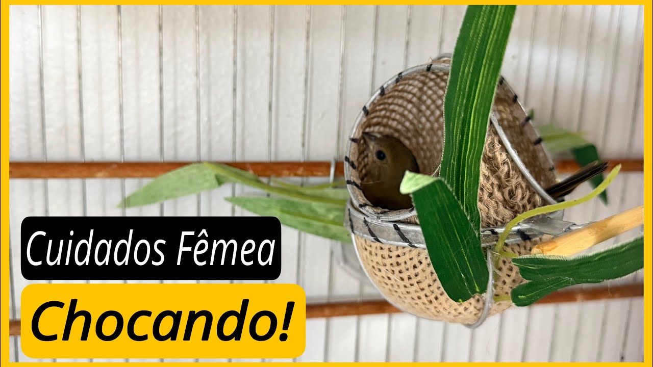 Fêmea de Coleiro Chocando: Cuidados Essenciais Para Não Perder a Cria! 🐦🔥