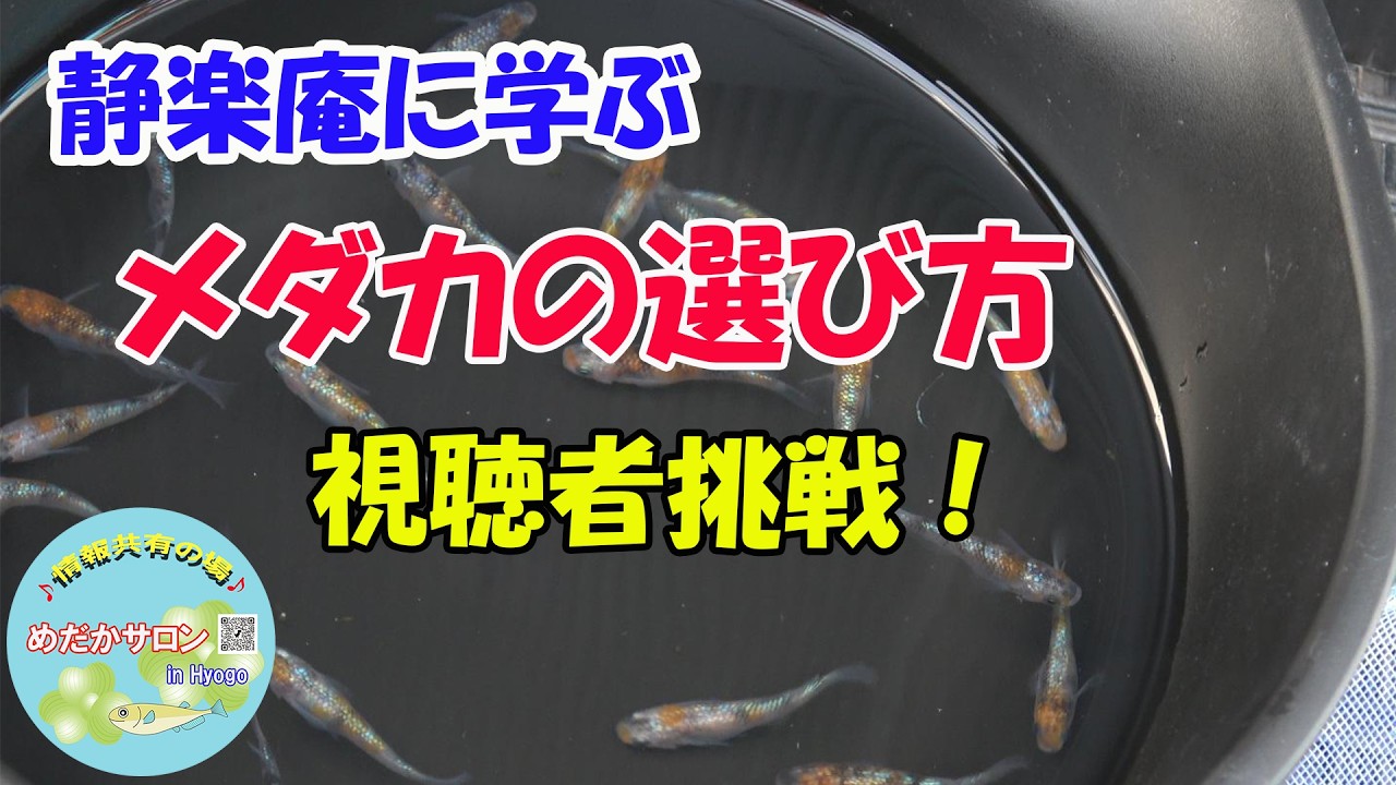 第198回静楽庵に学ぶ【メダカ選別の極意】