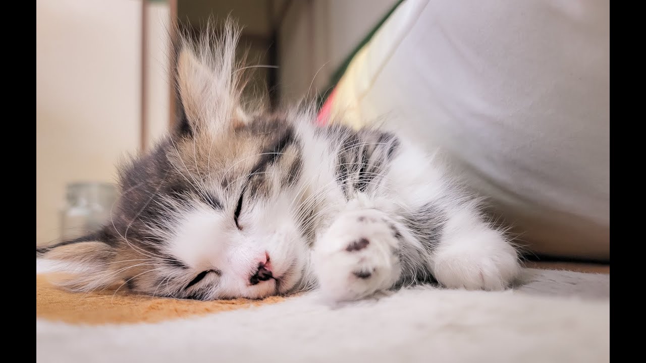 睡眠用動画ロングバージョン　リラックスしてかけ流してください。sleep and relax. #sleep #sleepsounds #睡眠用bgm