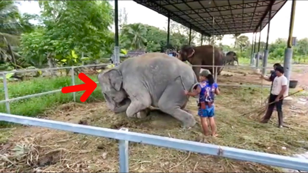 ถึงแล้ว…วัดสมาน ภารกิจพา…(ช้างดุ‼️)ขึ้นรถกลับบ้าน