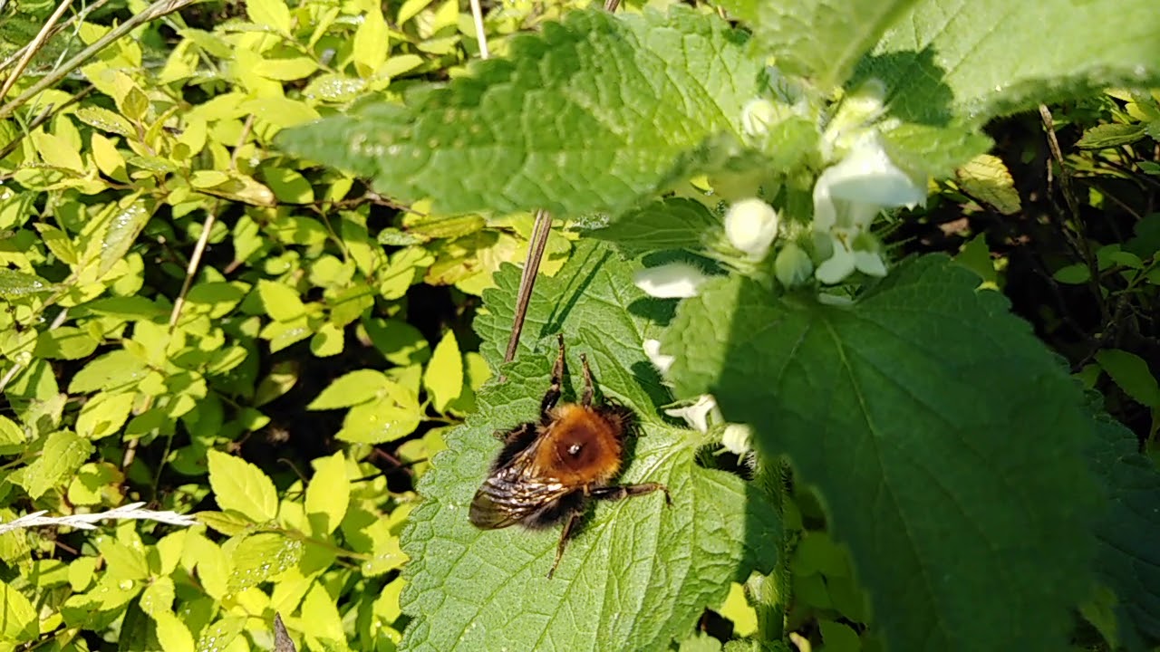 Trzmiel ~drzewny (Bombus hypnorum) młoda matka.