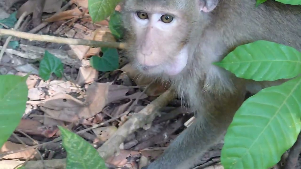 up for the available monkey