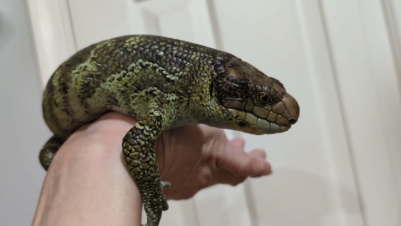 Baby monkey tailed skink born June 2024