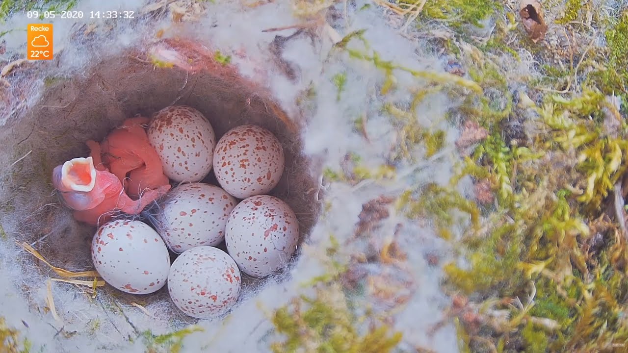 Day of hatching - Eurasian Great Tit (Parus major) Nest Box 3, Recke, Germany - 9. May 2020