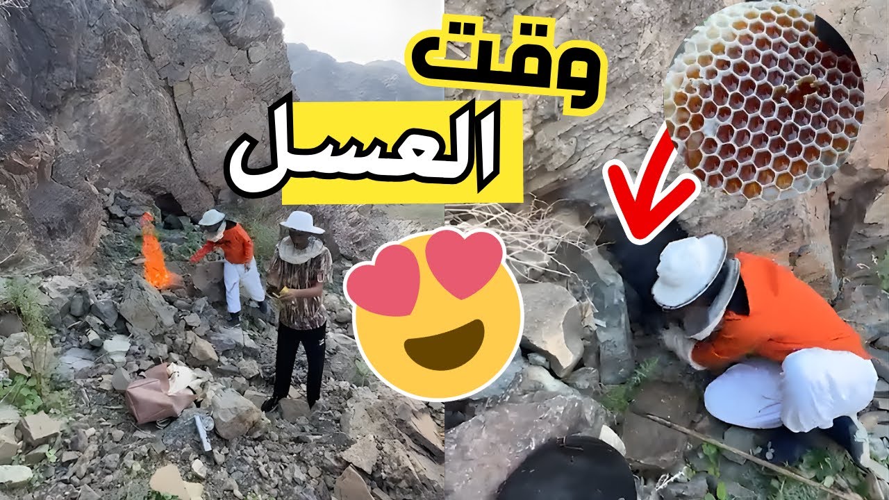 رحلة قص العسل! 🐝🍯 (النحل جنن زعتور😂)
