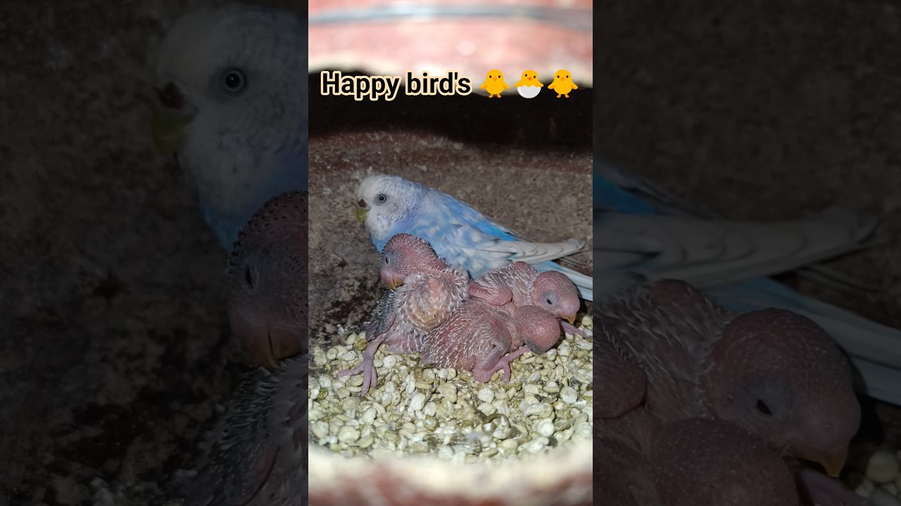 The Cute Bird || Budjigs Breeding 🐣🐥 || #shorts #birds #video #breedingpair #budgiebreeding