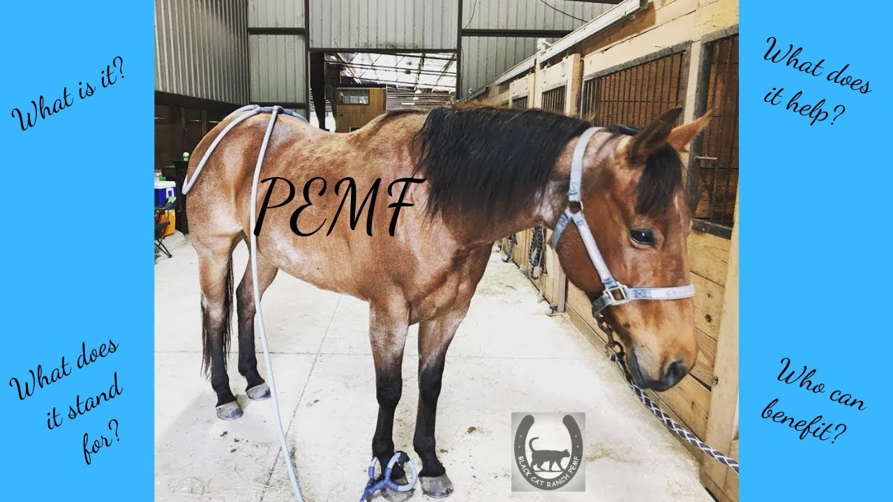 What is PEMF and how do I use it?