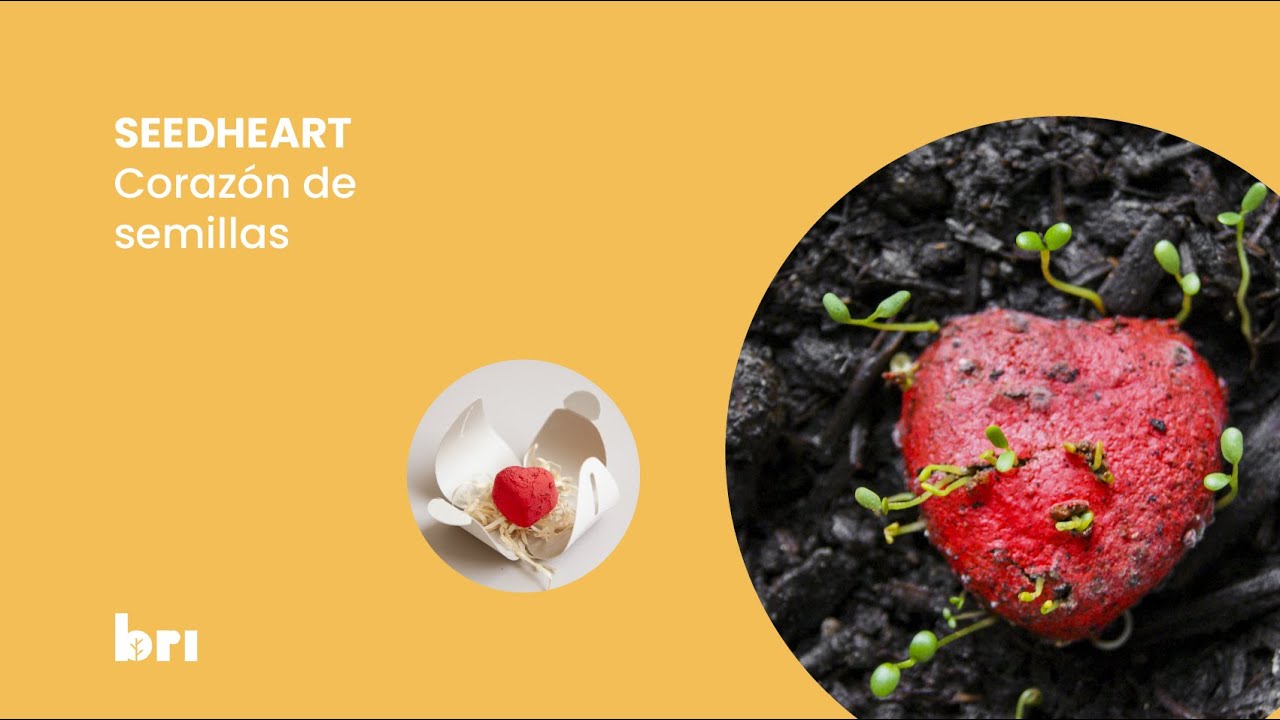 Seedheart germinando
